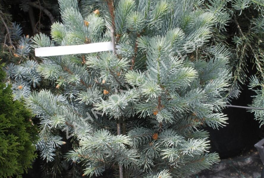 Smrk pichlavý 'Iseli Fastigiate' - Picea pungens 'Iseli Fastigiate'