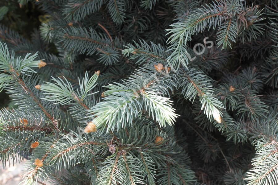 Smrk pichlavý 'Iseli Fastigiate' - Picea pungens 'Iseli Fastigiate'