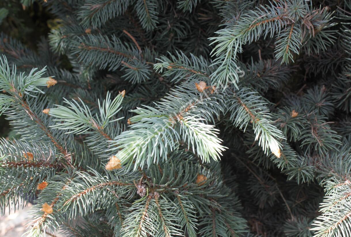 Smrk pichlavý 'Iseli Fastigiate' - Picea pungens 'Iseli Fastigiate'