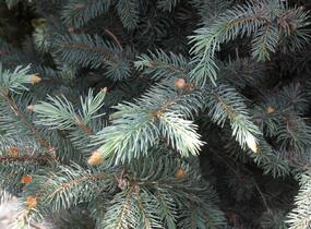 Smrk pichlavý 'Iseli Fastigiate' - Picea pungens 'Iseli Fastigiate'