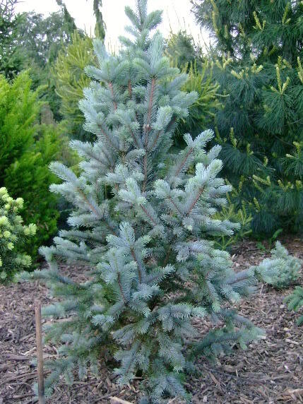 Smrk pichlavý 'Iseli Fastigiate' - Picea pungens 'Iseli Fastigiate'