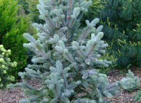 Smrk pichlavý 'Iseli Fastigiate' - Picea pungens 'Iseli Fastigiate'