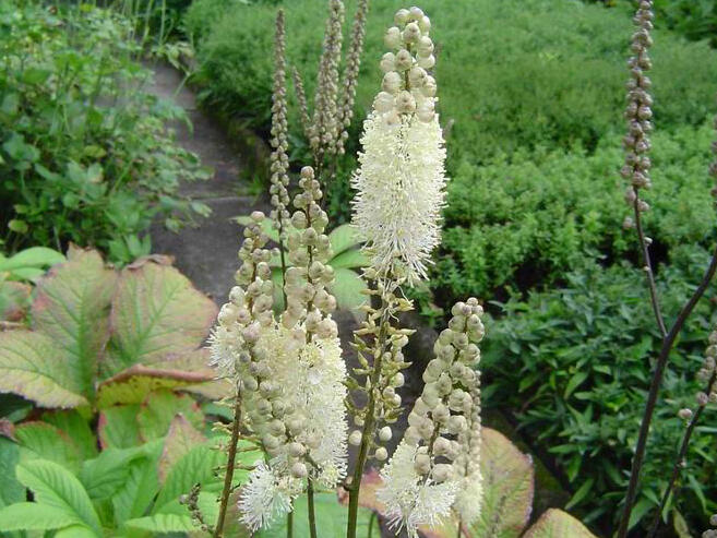 Ploštičník hroznovitý - Cimicifuga racemosa var. cordifolia