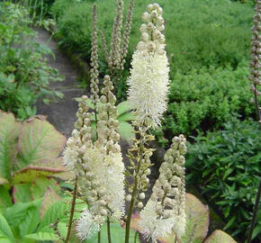 Ploštičník hroznovitý - Cimicifuga racemosa var. cordifolia