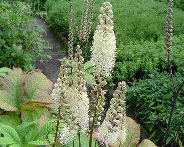 Ploštičník hroznovitý