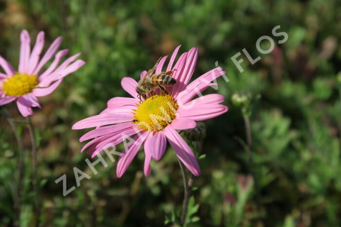 Listopadka 'Clara Curtis' - Dendranthema rubellum 'Clara Curtis'