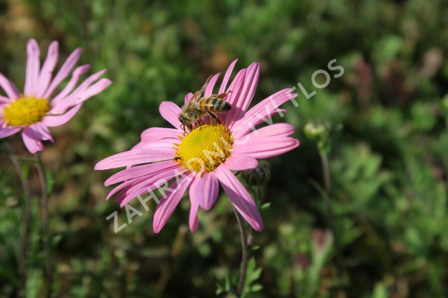 Listopadka 'Clara Curtis' - Dendranthema rubellum 'Clara Curtis'