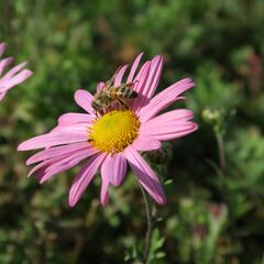 Listopadka 'Clara Curtis' - Dendranthema rubellum 'Clara Curtis'