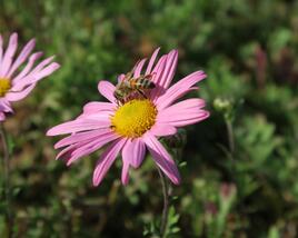 Listopadka 'Clara Curtis'