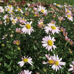 Listopadka arktická 'Roseum' - Dendranthema arcticum 'Roseum'