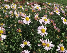 Listopadka arktická 'Roseum'