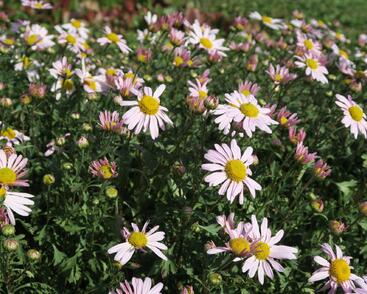 Listopadka arktická 'Roseum'