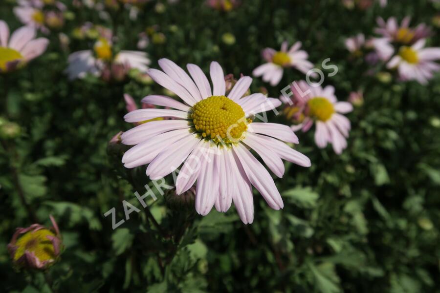 Listopadka arktická 'Roseum' - Dendranthema arcticum 'Roseum'