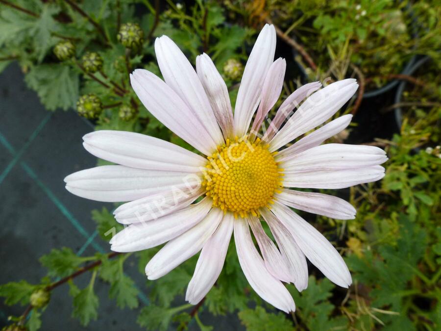 Listopadka arktická 'Roseum' - Dendranthema arcticum 'Roseum'