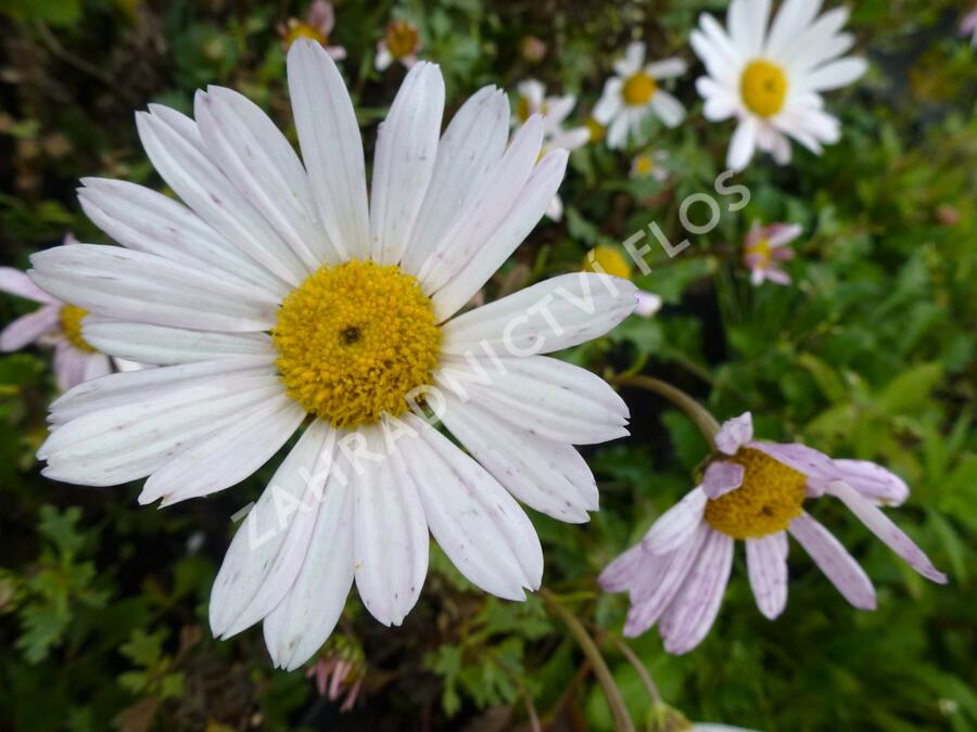 Listopadka arktická 'Roseum' - Dendranthema arcticum 'Roseum'