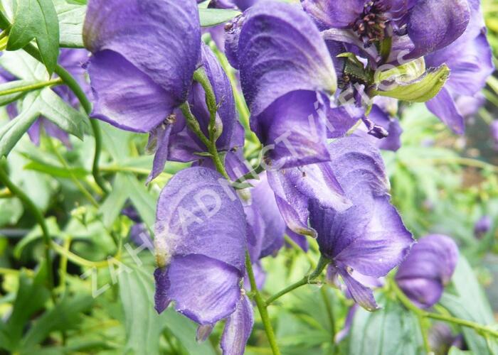 Oměj Henryův 'Spark's' 2 - Aconitum henryi 'Spark's' 2