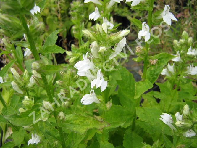 Lobelka 'Alba' - Lobelia siphilitica 'Alba'