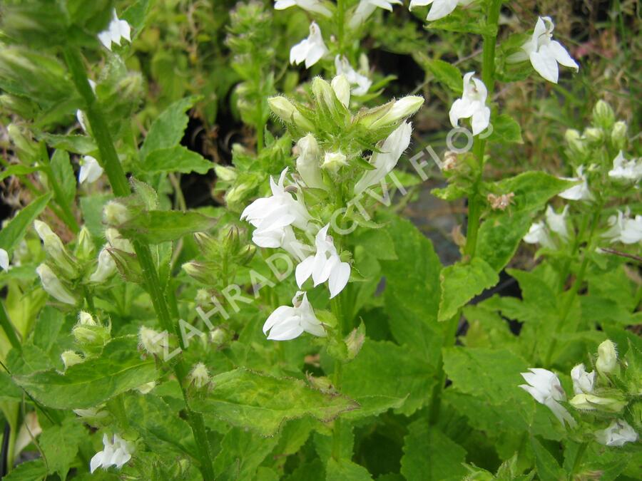 Lobelka 'Alba' - Lobelia siphilitica 'Alba'