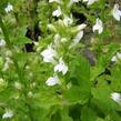 Lobelka 'Alba' - Lobelia siphilitica 'Alba'