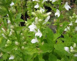 Lobelka 'Alba'