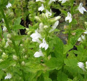 Lobelka 'Alba' - Lobelia siphilitica 'Alba'