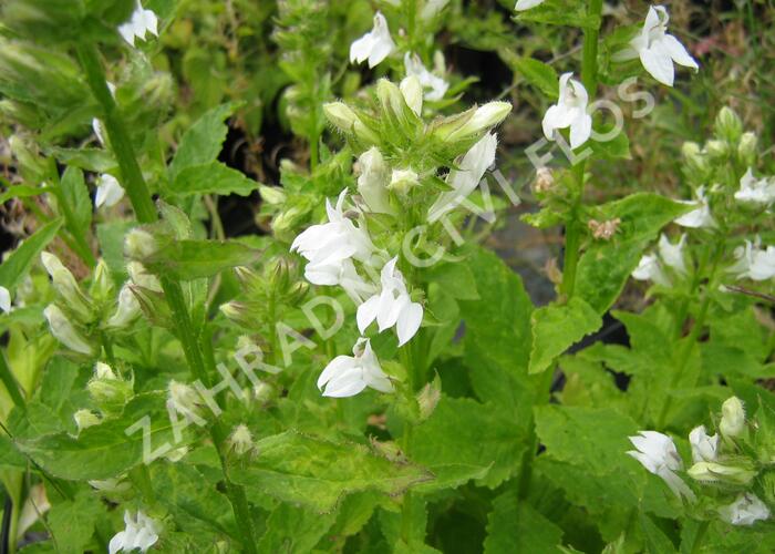 Lobelka 'Alba' - Lobelia siphilitica 'Alba'