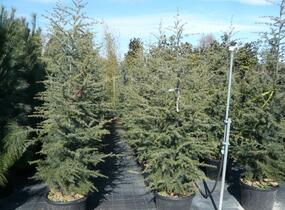 Cedr atlaský - Cedrus atlantica