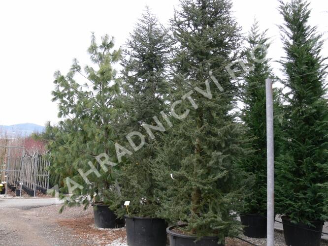 Cedr atlaský - Cedrus atlantica