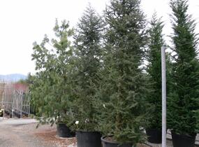 Cedr atlaský - Cedrus atlantica