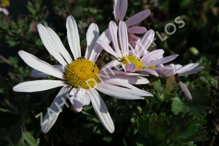 Listopadka arktická - Dendranthema arcticum