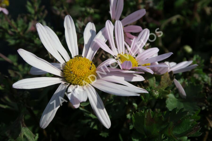 Listopadka arktická - Dendranthema arcticum