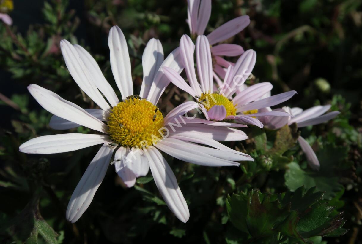 Listopadka arktická - Dendranthema arcticum