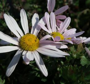 Listopadka arktická - Dendranthema arcticum