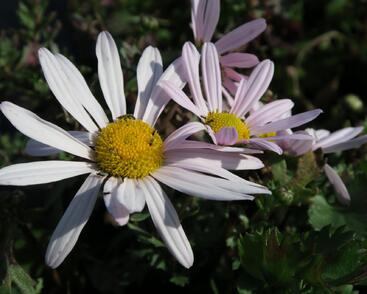 Listopadka arktická