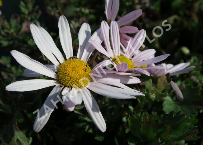 Listopadka arktická - Dendranthema arcticum