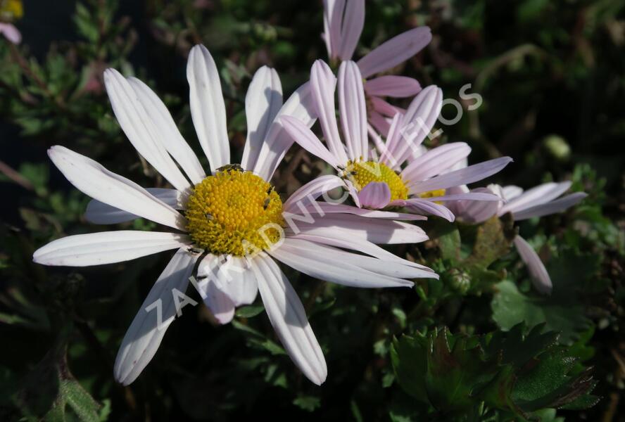 Listopadka arktická - Dendranthema arcticum