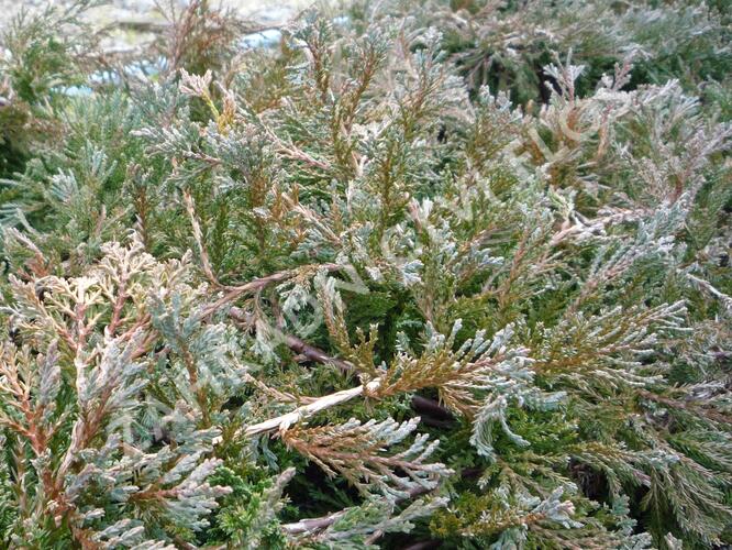 Jalovec polehlý 'Wiltonii' - Juniperus horizontalis 'Wiltonii'