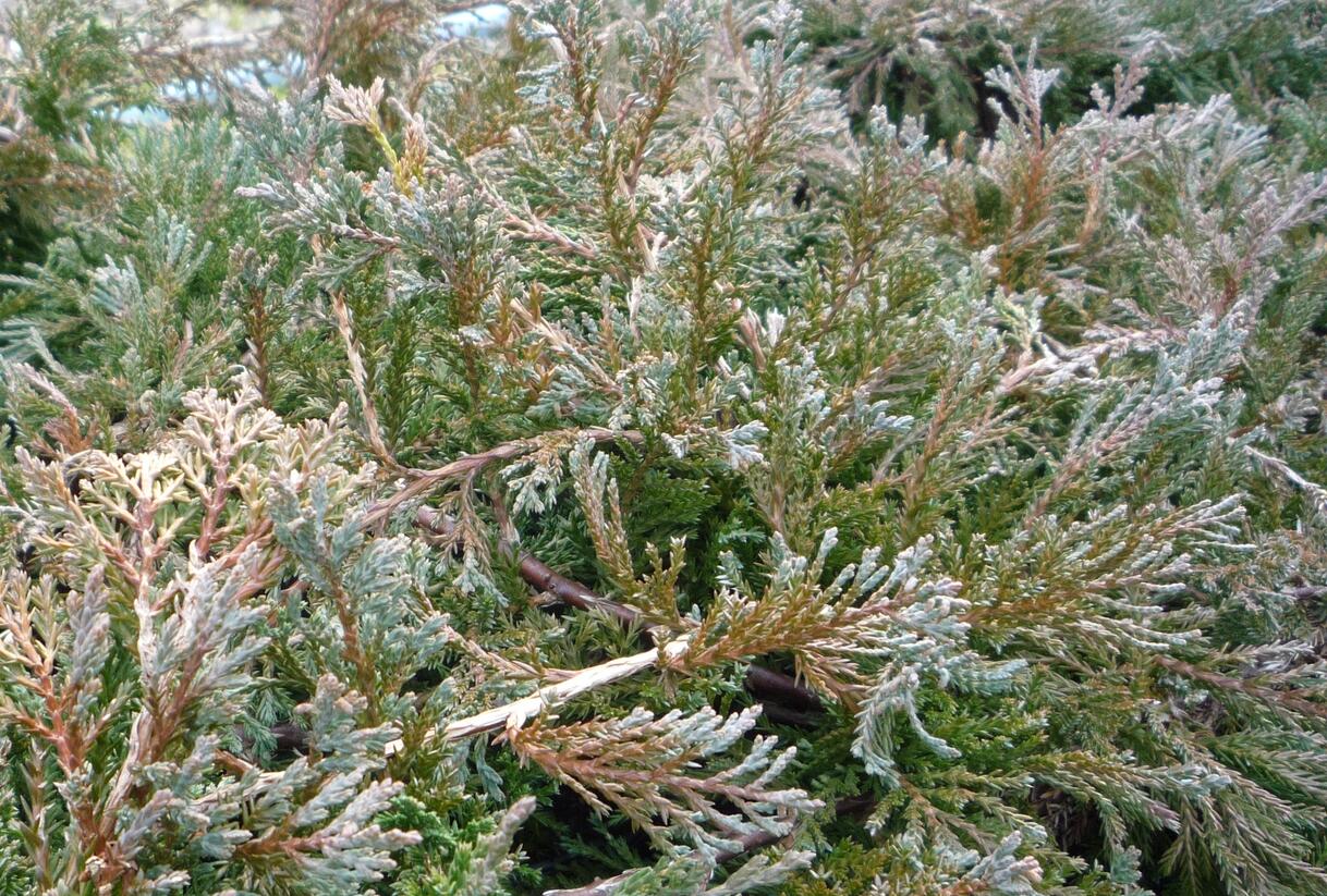 Jalovec polehlý 'Wiltonii' - Juniperus horizontalis 'Wiltonii'