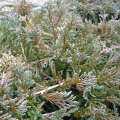 Jalovec polehlý 'Wiltonii' - Juniperus horizontalis 'Wiltonii'