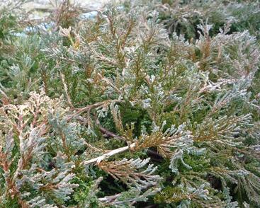 Jalovec polehlý 'Wiltonii'