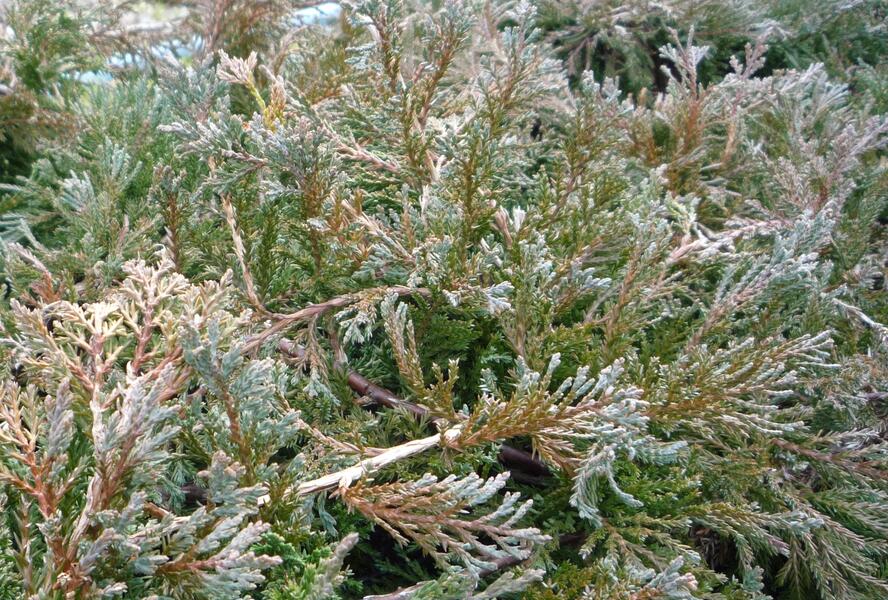 Jalovec polehlý 'Wiltonii' - Juniperus horizontalis 'Wiltonii'