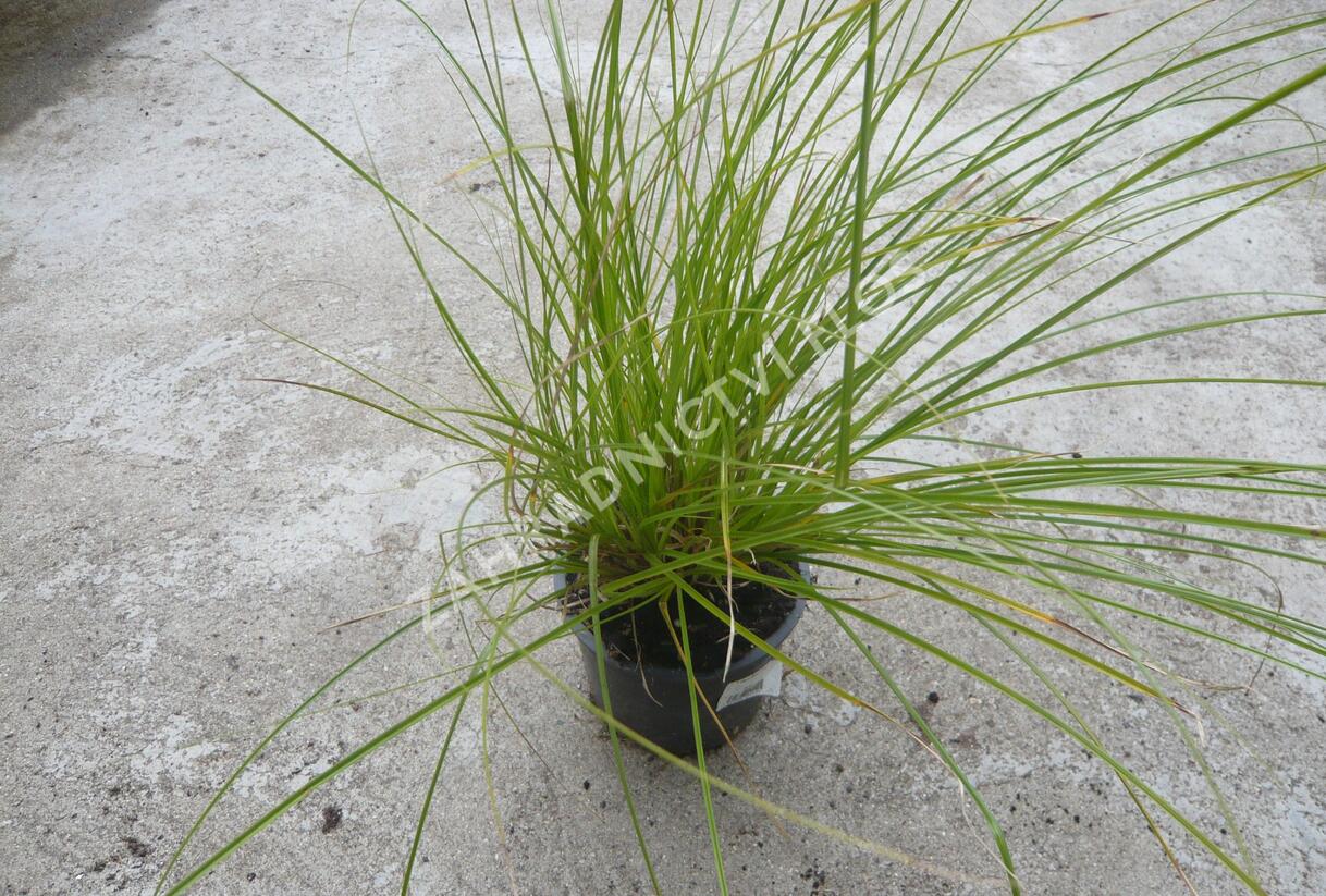 Ostřice latnatá - Carex paniculata