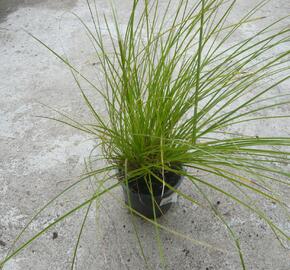 Ostřice latnatá - Carex paniculata