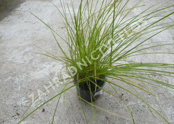 Ostřice latnatá - Carex paniculata