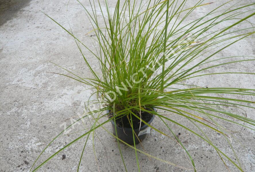 Ostřice latnatá - Carex paniculata