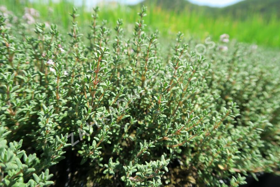 Tymián obecný 'Faustini' - Thymus vulgaris 'Faustini'