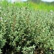 Tymián obecný 'Faustini' - Thymus vulgaris 'Faustini'