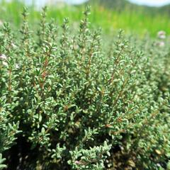 Tymián obecný 'Faustini' - Thymus vulgaris 'Faustini'