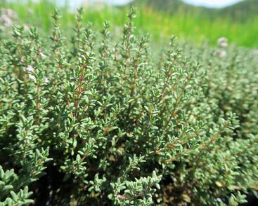 Tymián obecný 'Faustini'