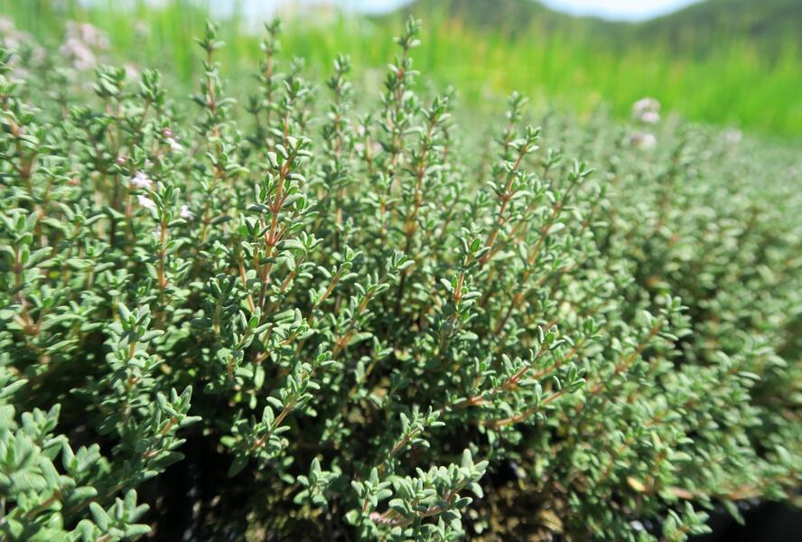Tymián obecný 'Faustini' - Thymus vulgaris 'Faustini'